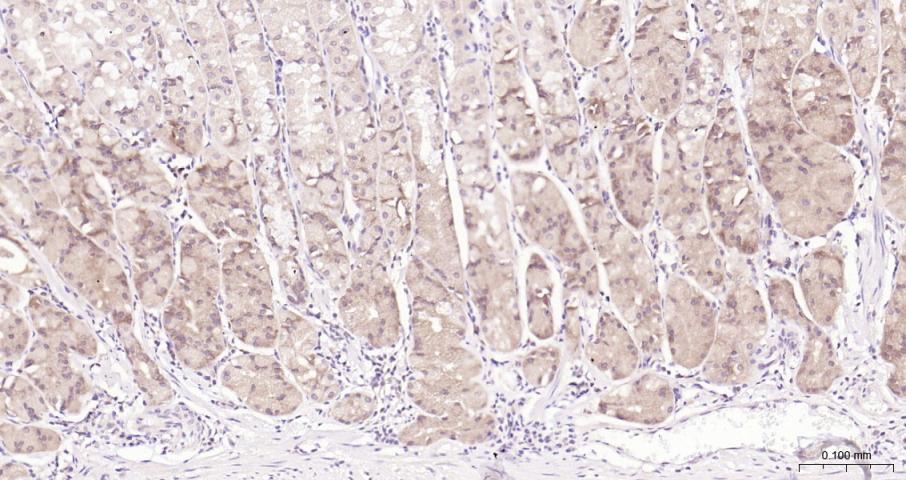 真核翻译起始因子4E重组兔单抗-bsm-63259R