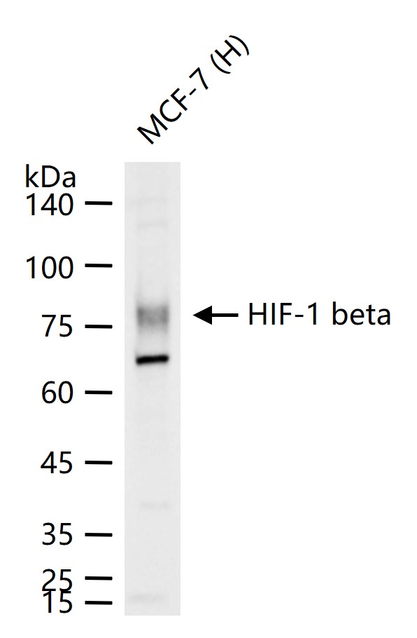 缺氧诱导因子1β/HIF-1β重组兔单抗-bsm-52092R