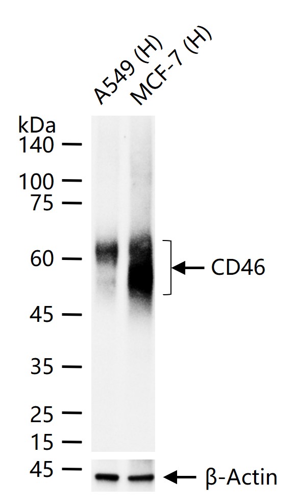 CD46重组兔多克隆抗体-bsm-54335R