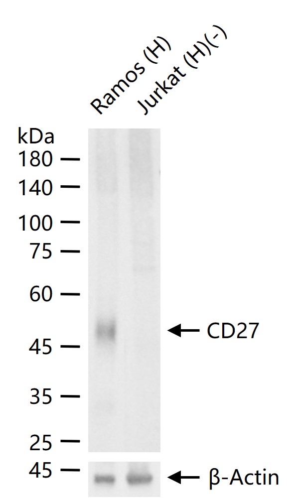 CD27重组兔单抗-bsm-54318R