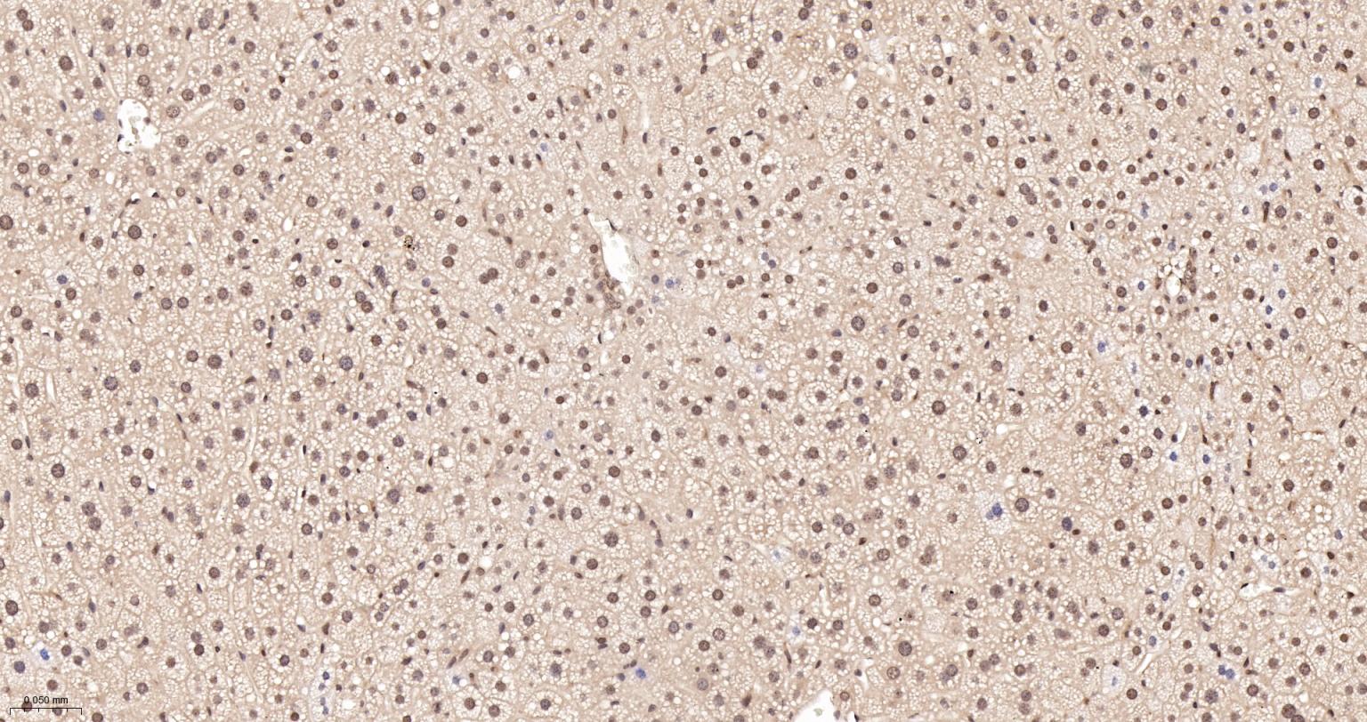 细胞核转录因子X盒结合蛋白重组兔单抗-bsm-61423R