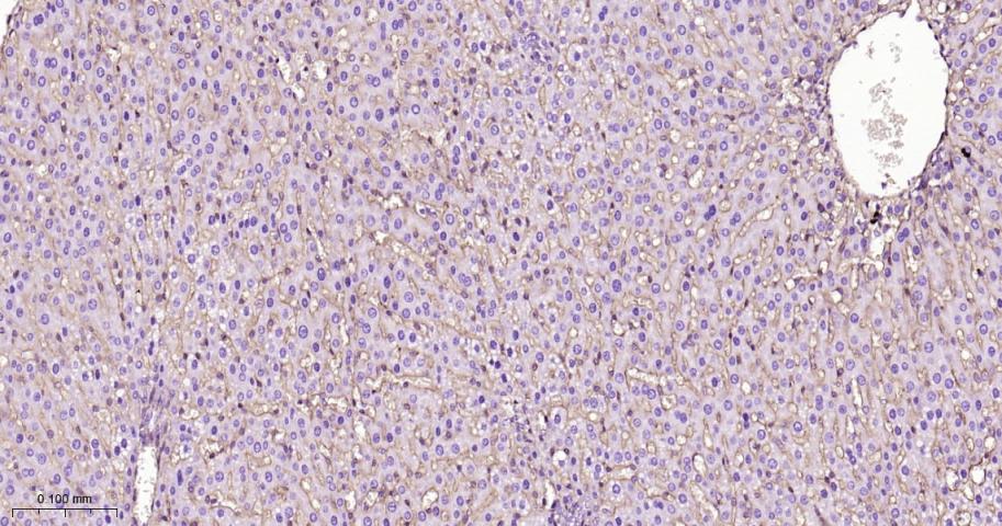 整合素β1（CD29）重组兔单抗-bsm-63321R