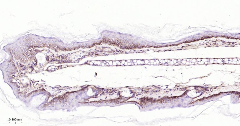 整合素β1（CD29）重组兔单抗-bsm-63321R