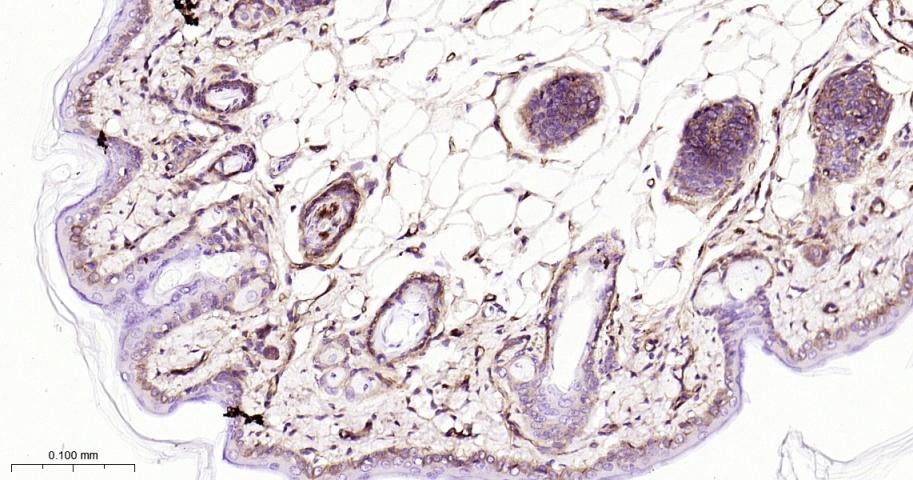 整合素β1（CD29）重组兔单抗-bsm-63321R
