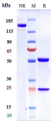 阿特珠单抗-BIO0063SM