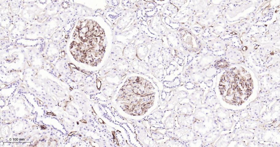 CD34重组兔单抗-bsm-60829R