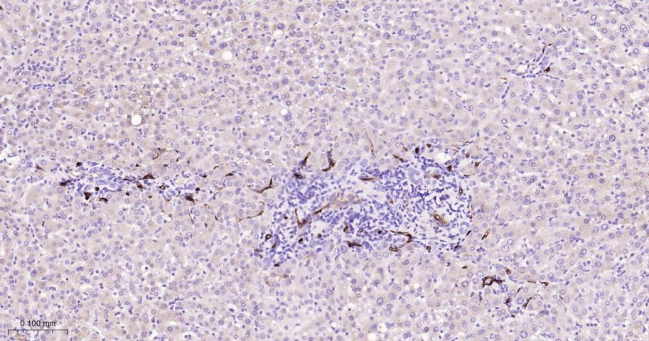 CD34重组兔单抗-bsm-60829R