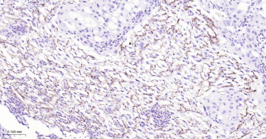 CD34重组兔单抗-bsm-60829R