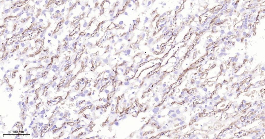 CD34重组兔单抗-bsm-60829R