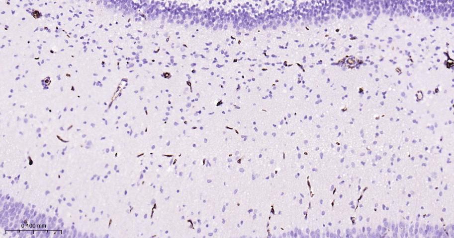 CD34重组兔单抗-bsm-60829R