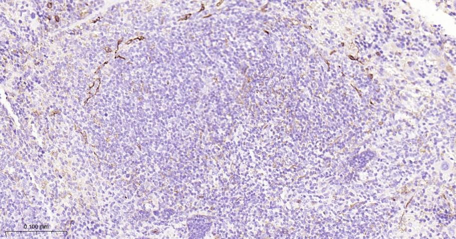 CD34重组兔单抗-bsm-60829R