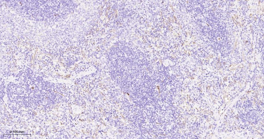 CD34重组兔单抗-bsm-60829R
