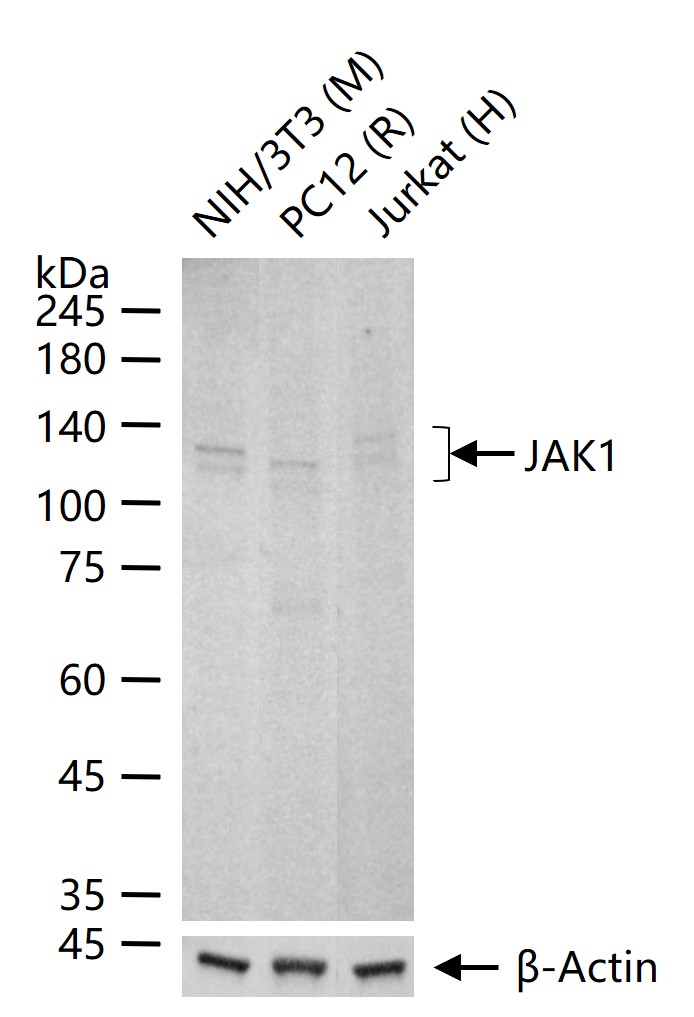 蛋白质酪氨酸激酶JAK-1重组兔单抗-bsm-54138R