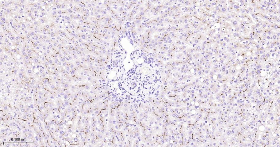 CD10重组兔单抗-bsm-62910R