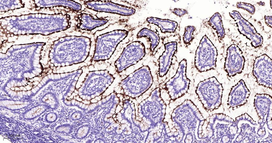 CD10重组兔单抗-bsm-62910R