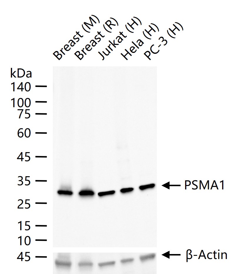 蛋白酶体PSMα1重组兔单抗-bsm-60572R