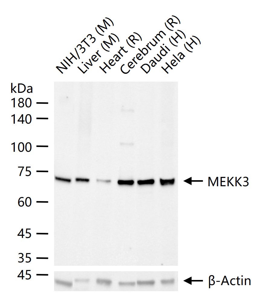 MAPK/ERK激酶3重组兔单抗-bsm-52709R