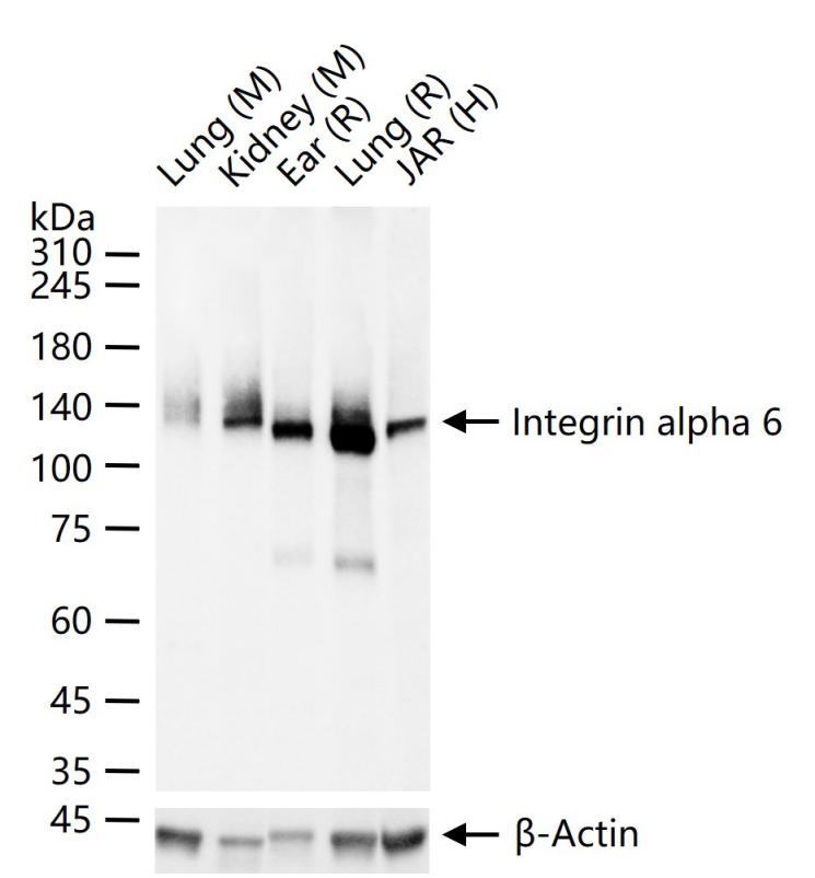 整合素α6（CD49f）重组兔单抗-bsm-52265R