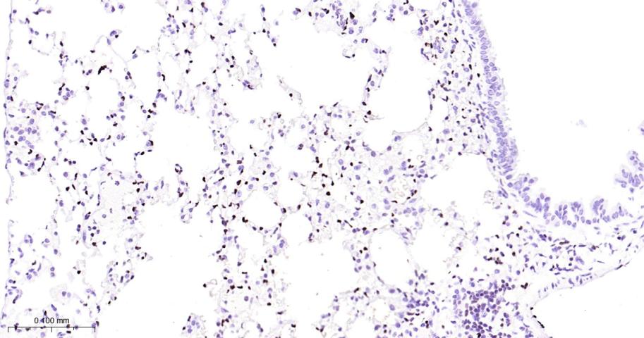 癌基因ERG重组兔单抗-bsm-52324R
