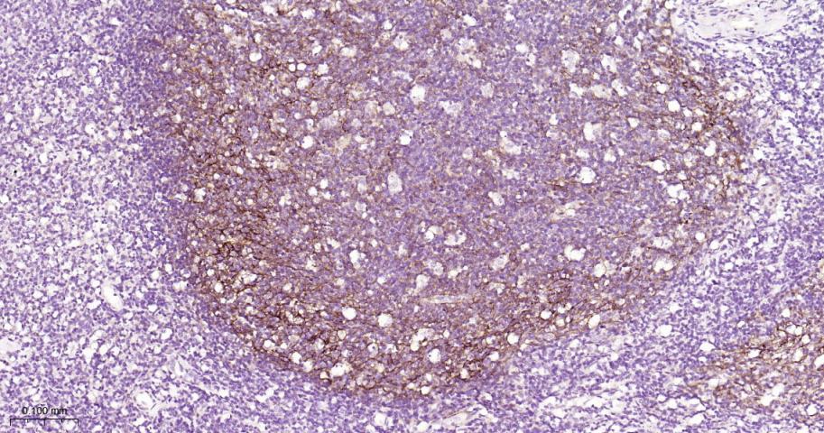 血管内皮细胞粘附分子（CD106）重组兔单抗-bsm-52248R