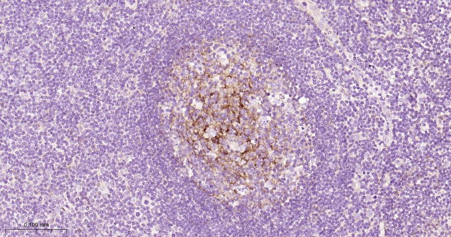 血管内皮细胞粘附分子（CD106）重组兔单抗-bsm-52248R