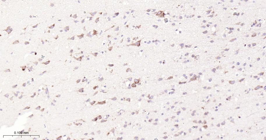核因子2相关因子2重组兔单抗-bsm-61093R