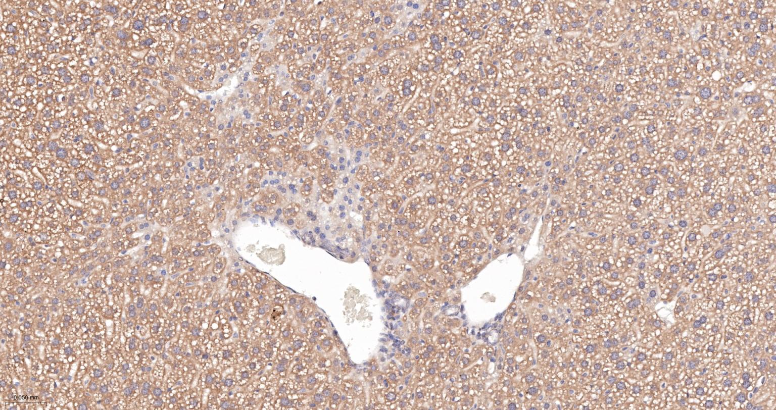 促凋亡调节蛋白BNIP3重组兔单抗-bsm-61440R