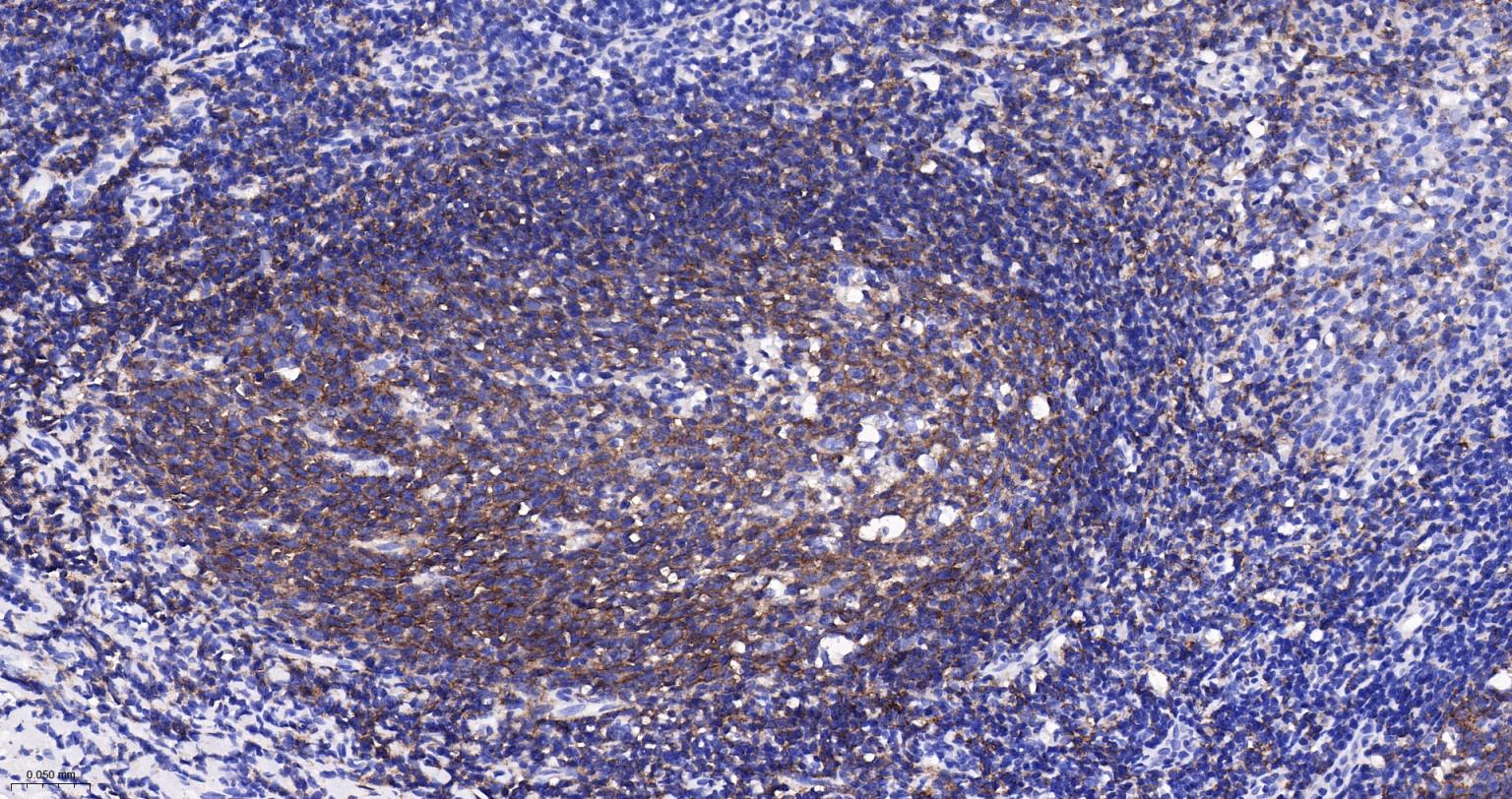 CD19重组兔单抗-bsm-60900R