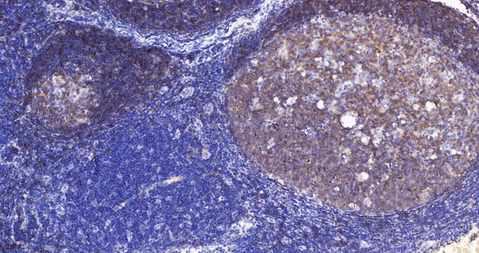 CD19重组兔单抗-bsm-60900R
