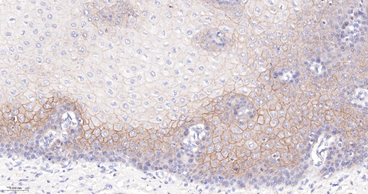 连环蛋白delta-1重组兔单抗-bsm-60229R