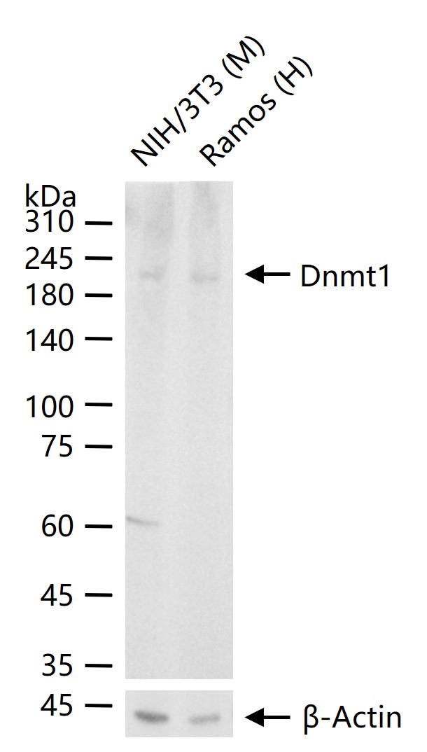 DNA甲基转移酶1重组兔单抗-bsm-61399R