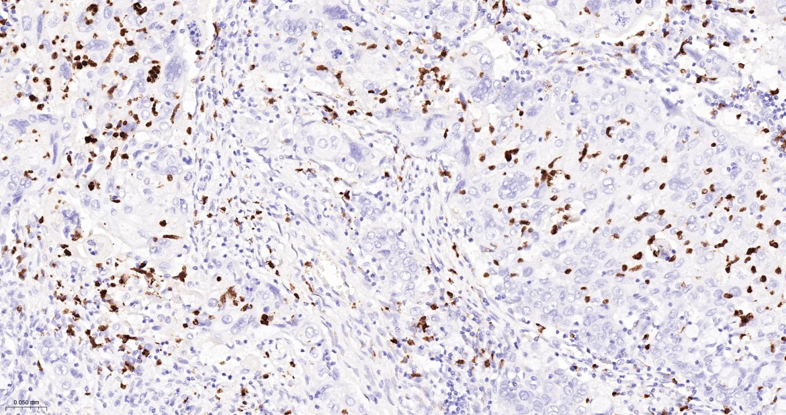 CD15/SSEA1重组兔单抗-bsm-60940R