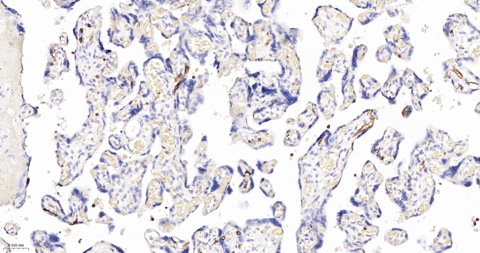 CD15/SSEA1重组兔单抗-bsm-60940R