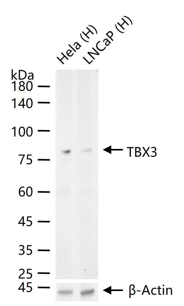 转录因子Tbx3重组兔单抗-bsm-62240R