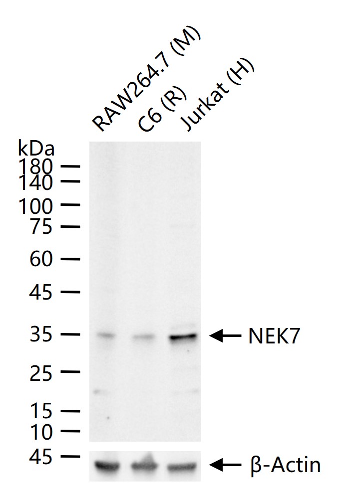 丝氨酸/苏氨酸蛋白激酶Nek7重组兔单抗-bsm-62095R