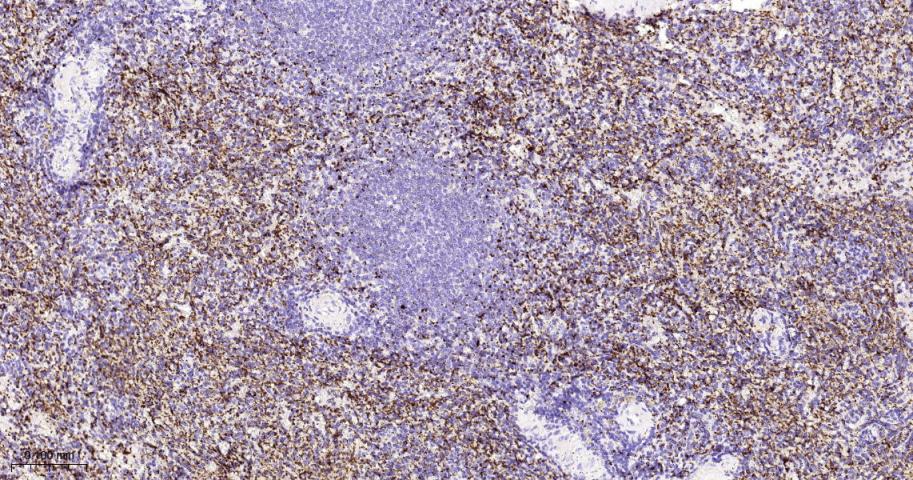 血小板糖蛋白GPIb（CD42b）重组兔单抗-bsm-60017R