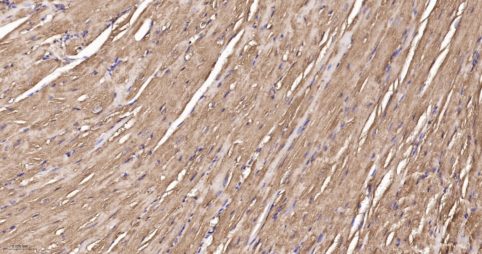 热休克蛋白90β/HSP90 β 重组兔单抗-bsm-61128R
