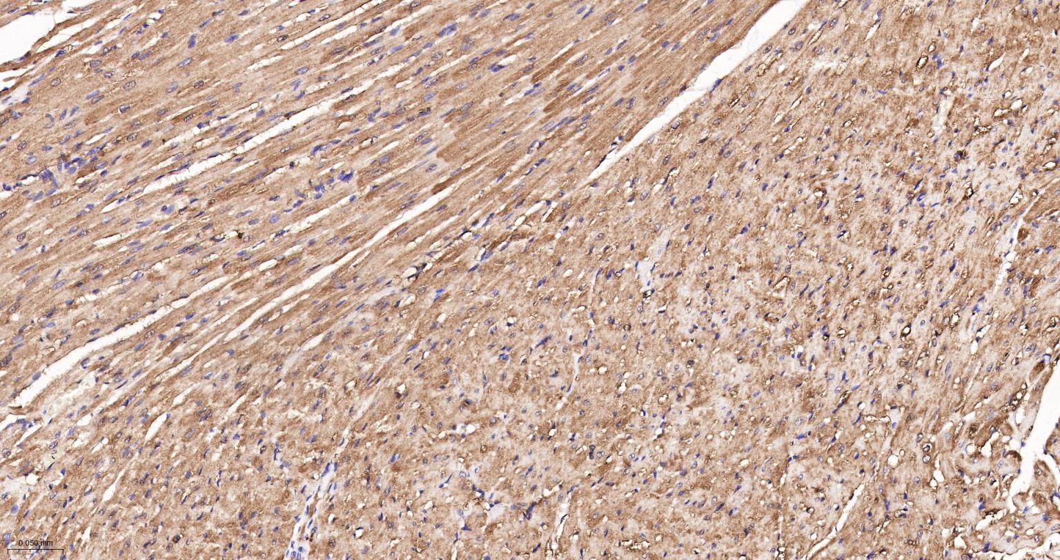 热休克蛋白90β/HSP90 β 重组兔单抗-bsm-61128R