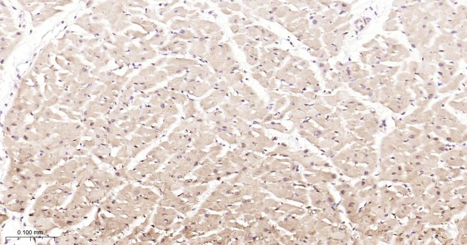 热休克蛋白90β/HSP90 β 重组兔单抗-bsm-61128R