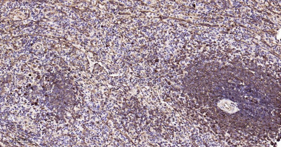 热休克蛋白90β/HSP90 β 重组兔单抗-bsm-61128R