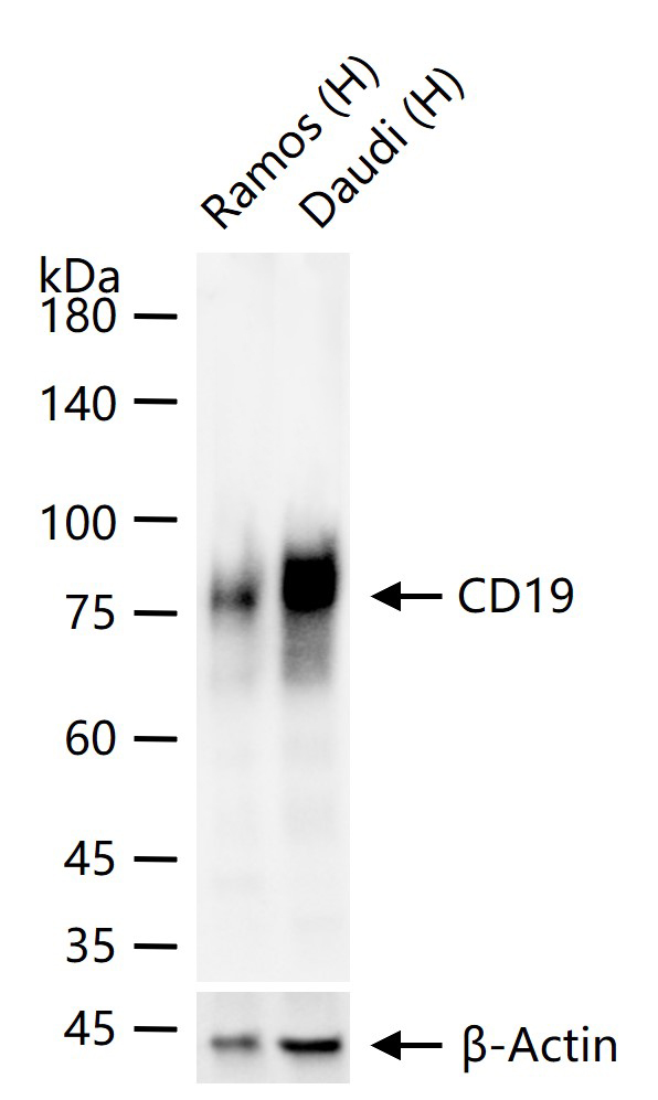 CD19重组兔单抗-bsm-60900R