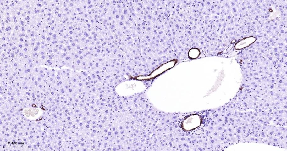 细胞角蛋白7重组兔单抗-bsm-52065R