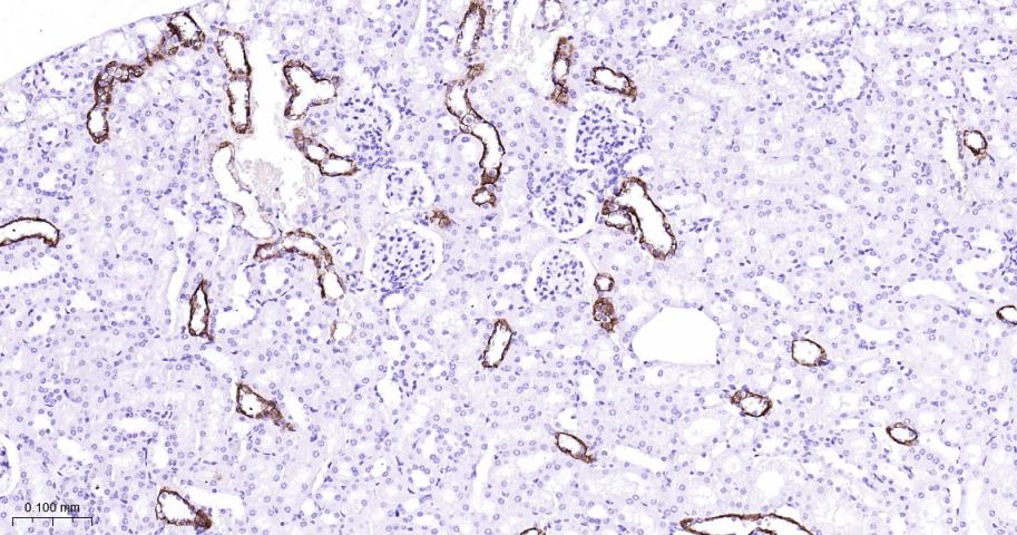 细胞角蛋白7重组兔单抗-bsm-52065R