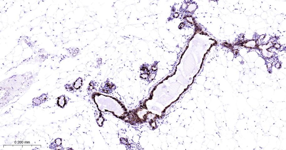细胞角蛋白7重组兔单抗-bsm-52065R