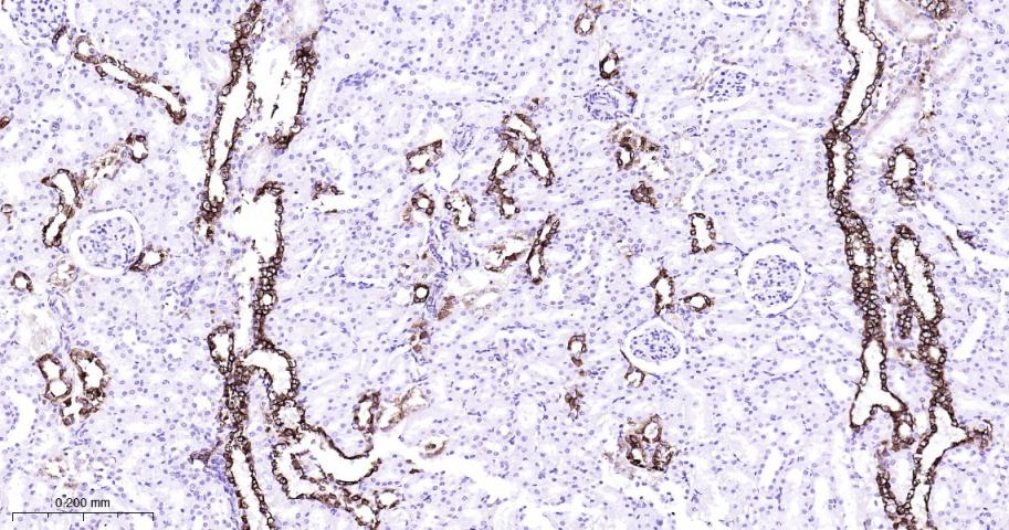 细胞角蛋白7重组兔单抗-bsm-52065R