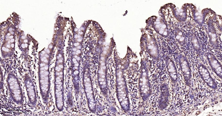 生物钟基因hClock重组兔单抗-bsm-54050R