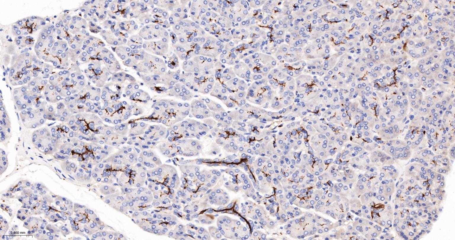 造血干细胞抗原CD133重组兔单抗-bsm-62477R
