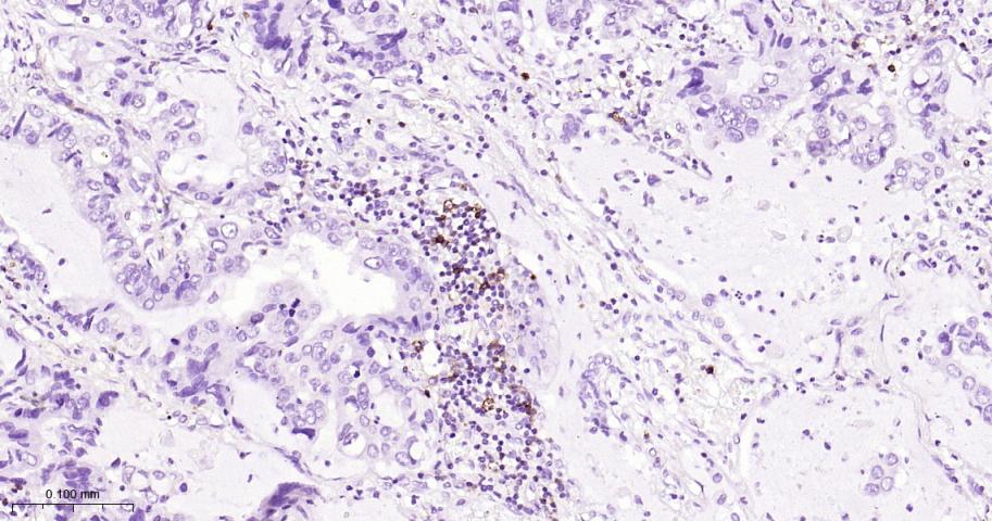CD134重组兔单抗-bsm-60298R