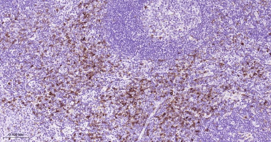 CD134重组兔单抗-bsm-60298R