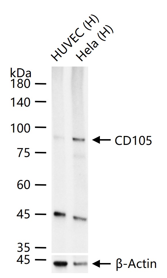 CD105重组兔单抗-bsm-41201R